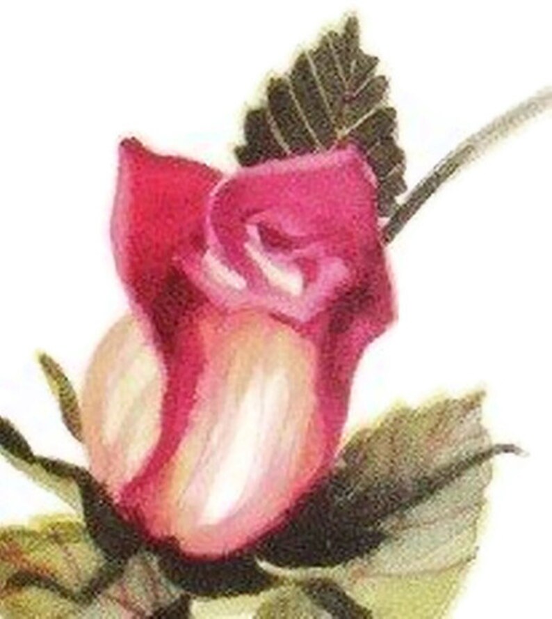 Red Rosebud Watercolor Painting Art Print | Etsy
