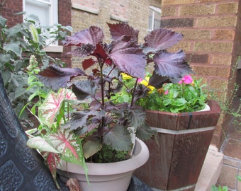 6 Live fully rooted, Perilla Frutescens, Deep Purple Plant, Plant on the Ground or on the Balcony