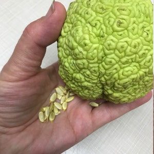 May include: A green, bumpy, round fruit with a textured surface. The fruit is being held in a hand, and there are several light brown seeds scattered around it.