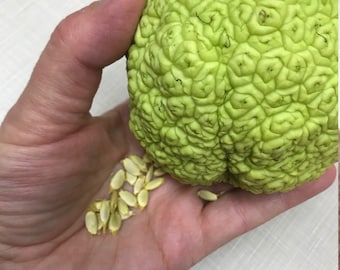 Free Shipping 10 + Seeds, Hedge Apple, Osage Orange, Horse Apple, Monkey Ball, Maclura Pomifera Tree Seeds