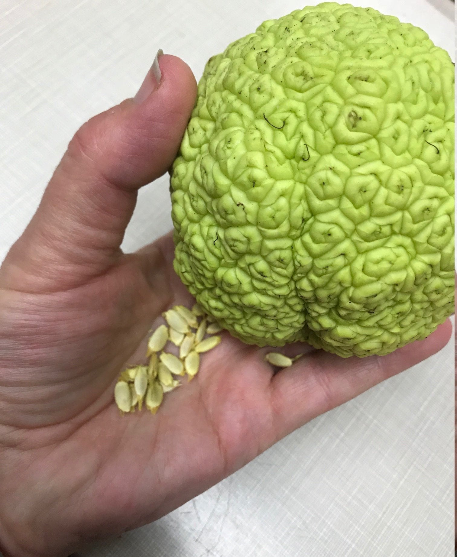 Free Shipping 10 + Seeds, Hedge Apple, Osage Orange, Horse Apple, Monkey Ball, Maclura Pomifera Tree Seeds