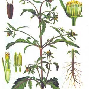New: 30 Organic Bidens Pilosa Seeds, Череда, Acetillo, Medicinal Plant, Beggar Ticks, Dadayem, Spanish Needle, Skin Care image 4