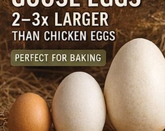 Farm Fresh Goose Eggs | Large, Rich Yolk, Pasture Raised for Baking