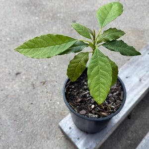 Hass Avocado Tree