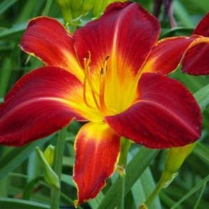 May include: Close-up of a vibrant red and yellow daylily flower in full bloom. The petals transition from a deep red at the edges to a bright yellow center. Green foliage provides a natural backdrop.
