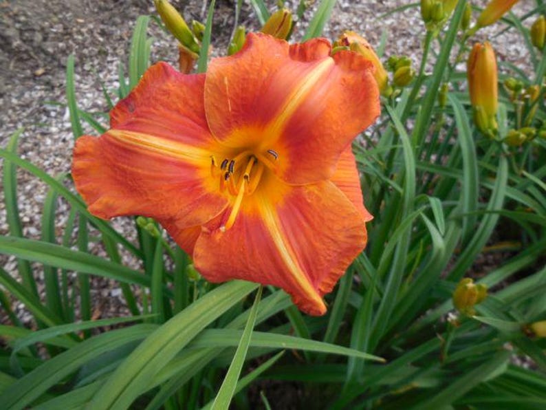 CampJessup Tuscawilla Tigress Daylily