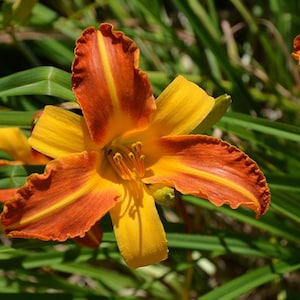 May include: Close-up of a vibrant orange and yellow daylily flower in full bloom. The petals have a ruffled edge and a prominent central vein. Green foliage provides a natural backdrop, highlighting the flower's bright colors and intricate details.