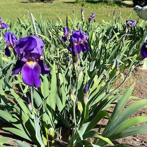 May include: A vibrant display of purple iris flowers in a garden setting. The flowers have deep purple petals with yellow accents, surrounded by long, green leaves. The image captures the beauty of the blooming irises in natural light.
