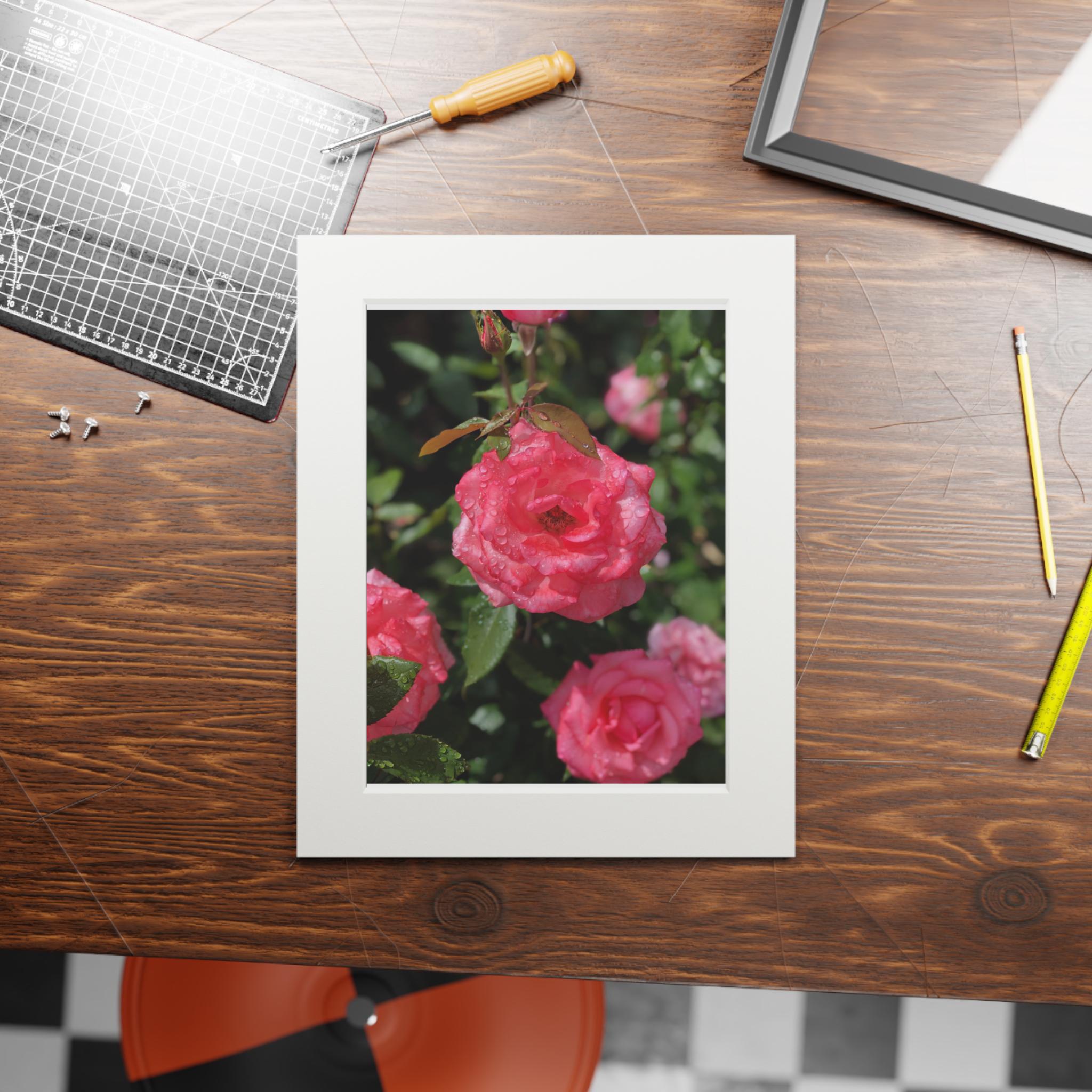 Pink Rose Photography Fine Art Print | Passepartout Paper Frame - Etsy