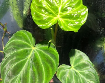 Top cutting / Philodendron verrucosum 'Mini Ecuador'