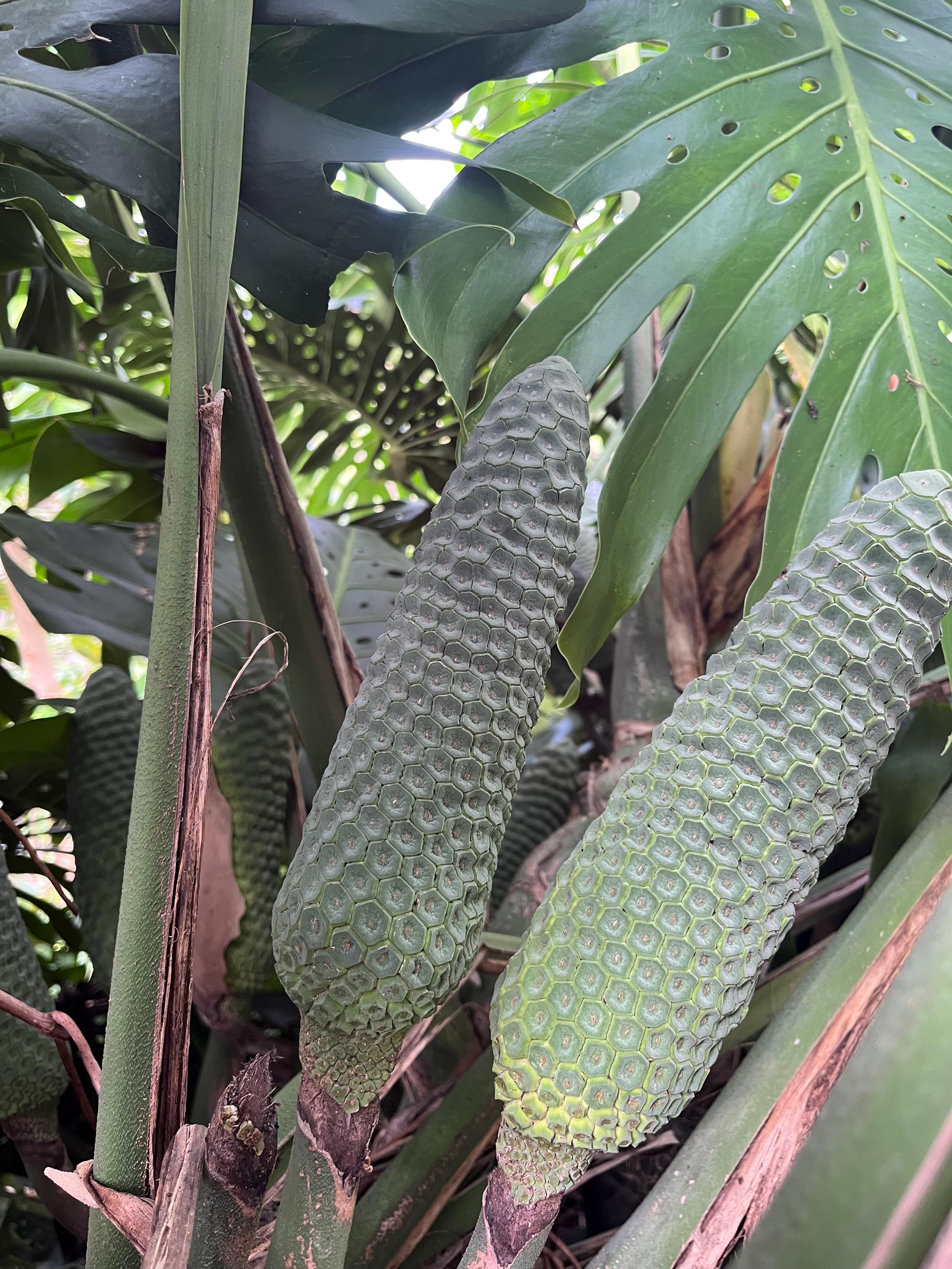 philodendron splendid variegated Philodendron 'Splendid' – Foliage Factory main image 1