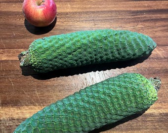 Organische Monstera Deliciosa Frchte aus Hawaii. Sofort bestellbar!! -  Etsy.de