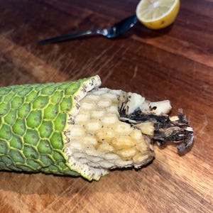 monstera deliciousa Monstera 'Mint' for Sale – Logee's Plants main image 1