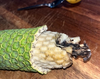 monstera buy online Monstera Deliciosa 