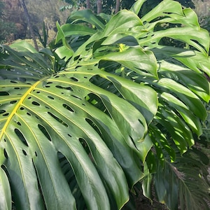 Monstera deliciosa devil - Etsy 日本