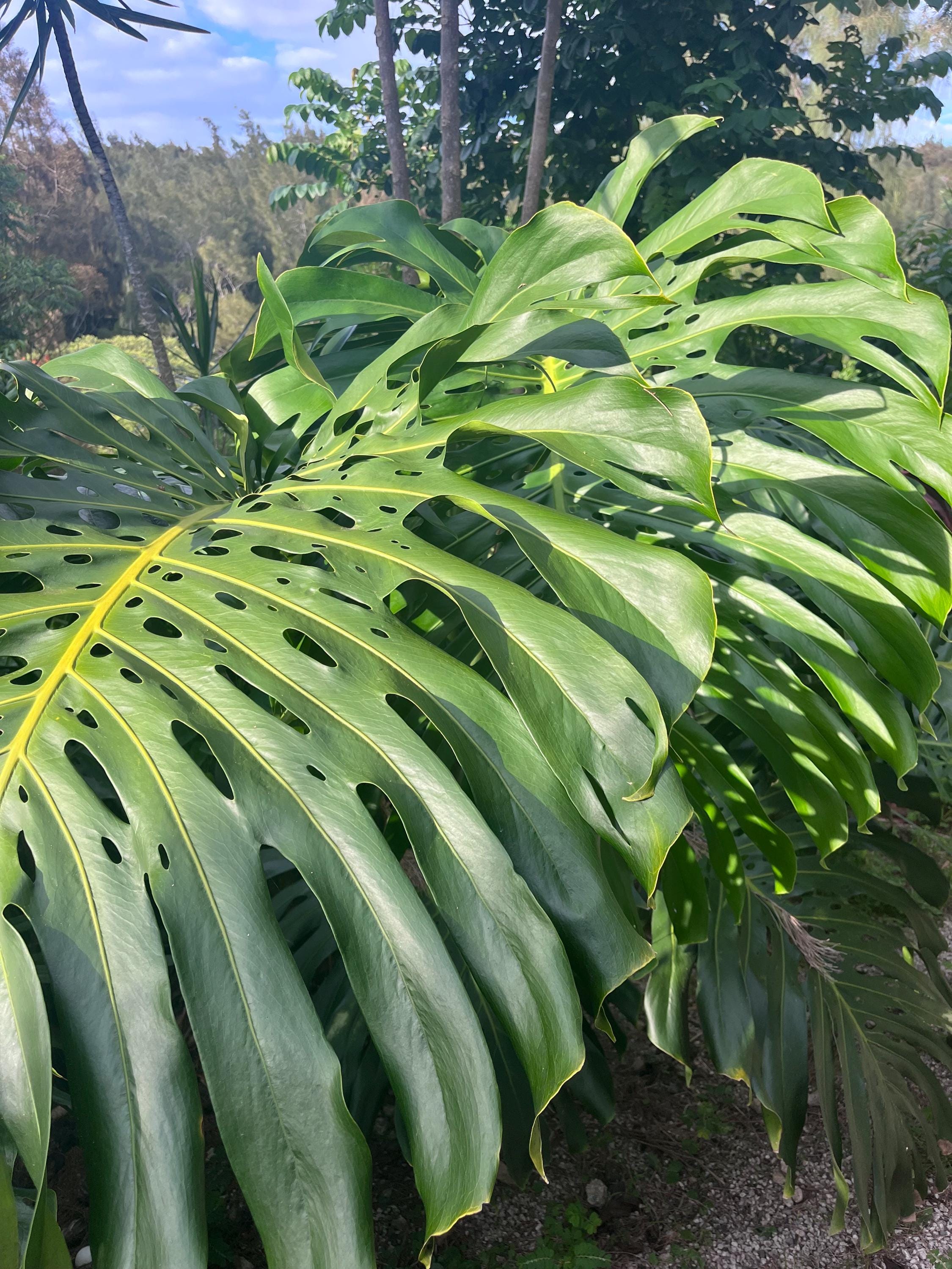 Monstera deliciosa devil - Etsy 日本