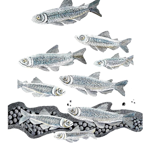 Art Card: At Play with the Fishes - One for the Fisherman in your life