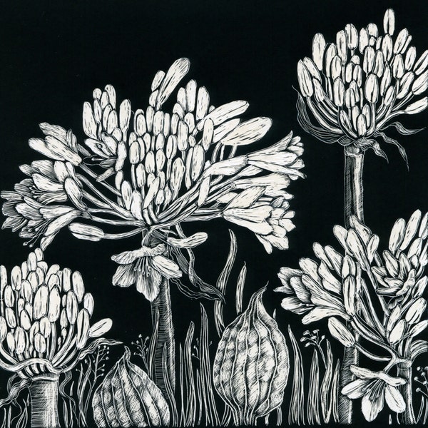 Art Card: Agapanthus Lilies from Scraperboard original