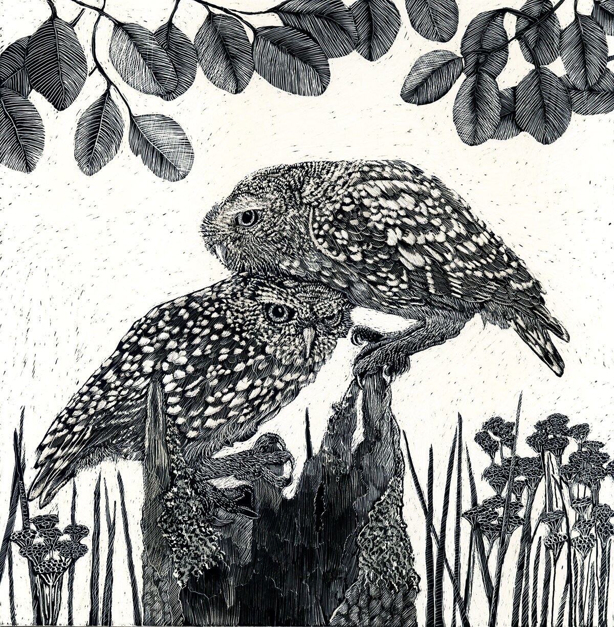 Art Print Ltd ED: Burrowing Owls on a Hollow Log from Scraperboard Original