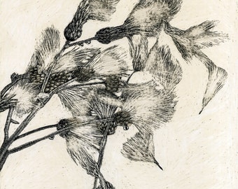 May include: Black and white botanical print featuring detailed illustrations of a plant with feathery, textured seed heads. The artwork has a vintage aesthetic, with fine lines and a neutral background.