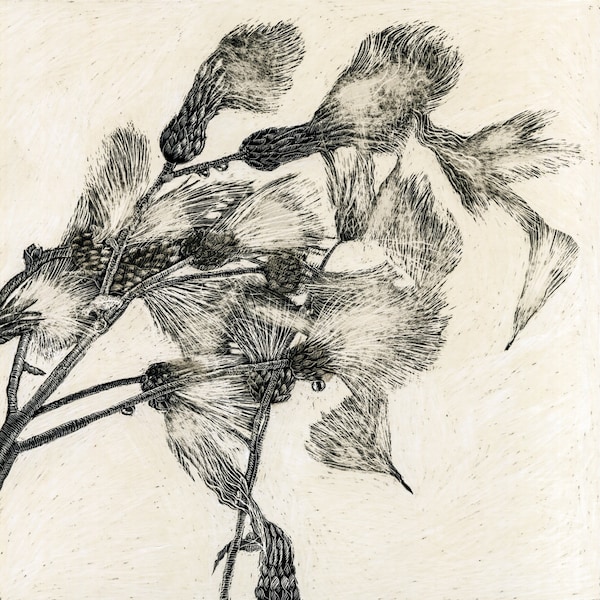 Art Card: Thistledown on the Wind - from Original Scraperboard artwork.