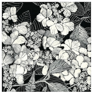 Art Card: Hydrangea Bloom (Close-up) from Scraperboard