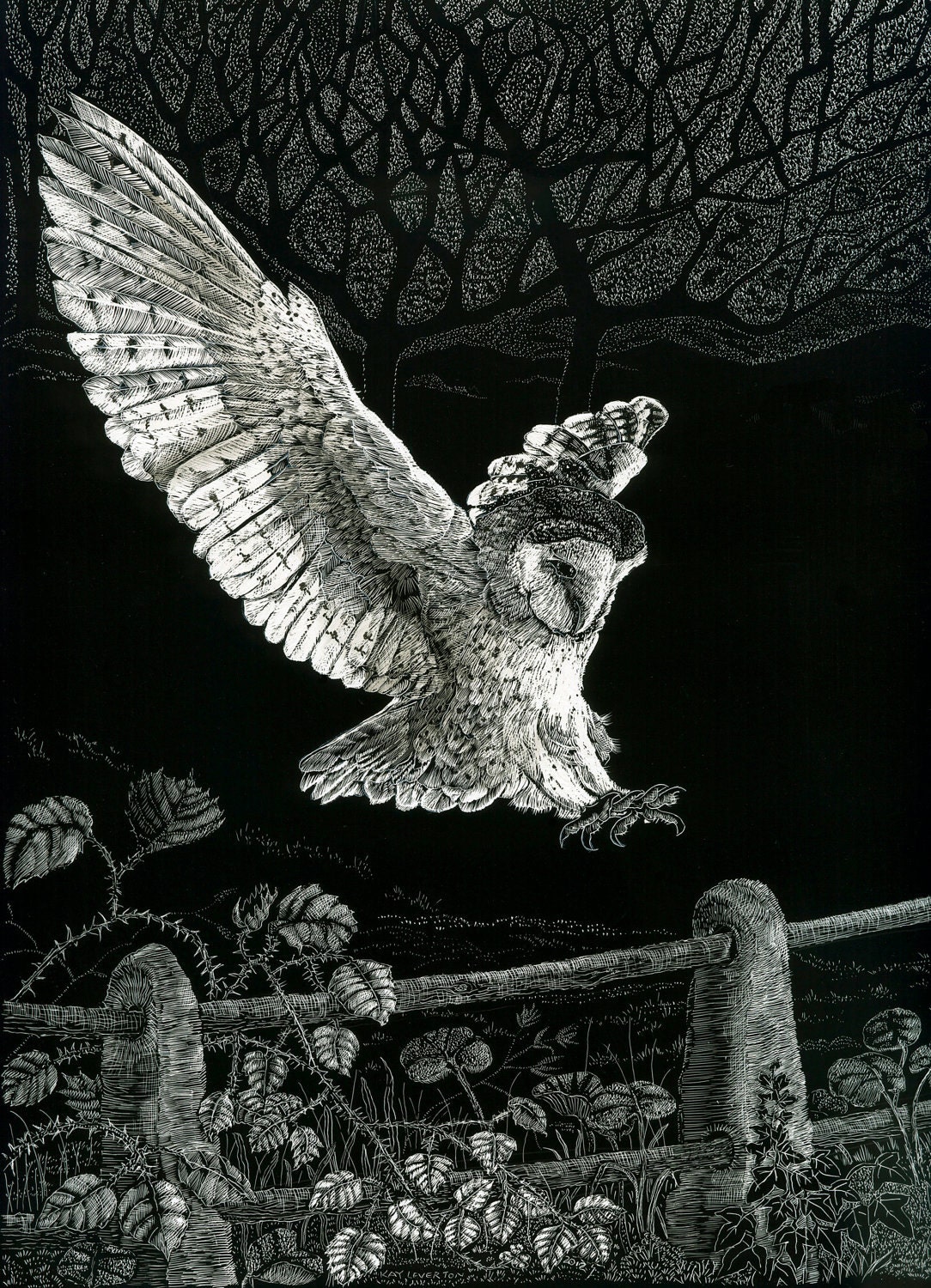 Art Card of Caught in Flight - Barn Owl -   original Scraperboard Bla…