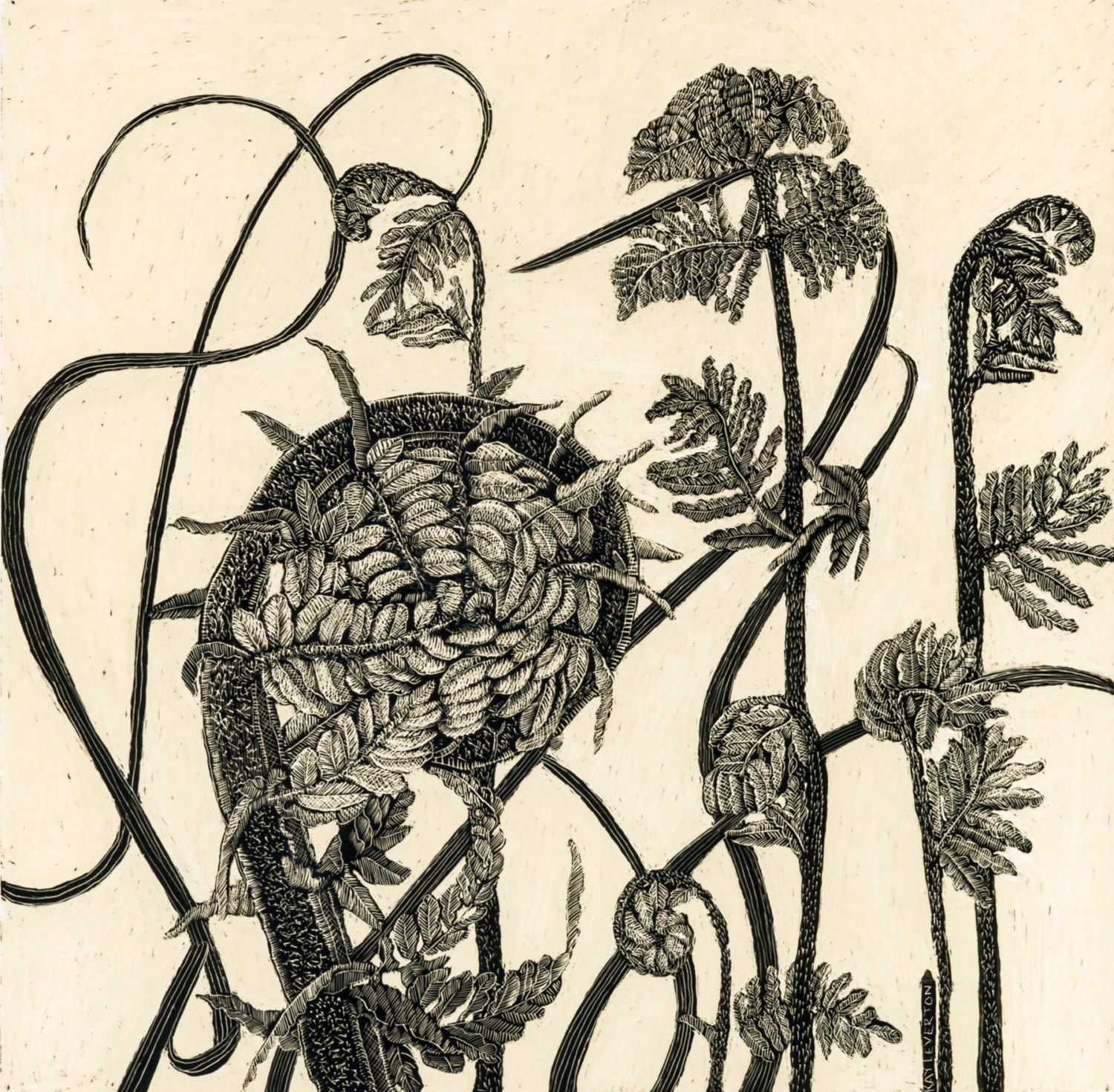 Fiddlehead Fern 1 Blank Art Card of Original Scraperboard Etsy