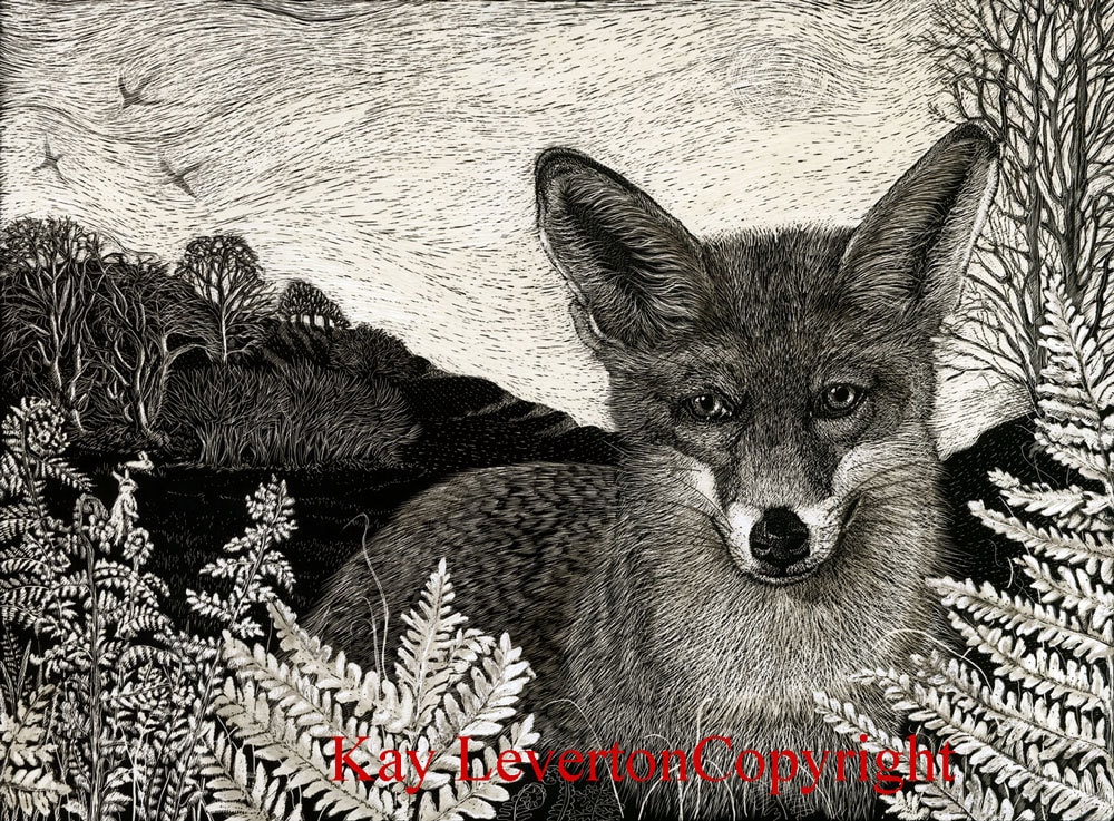 Fox in Bracken Blank Greetings Card from original Scraperboard design
