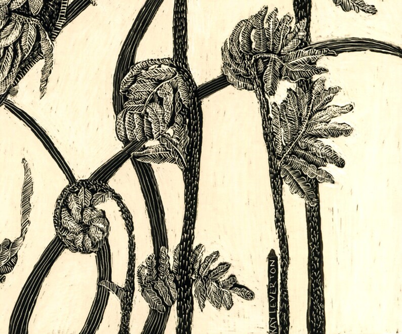 Fiddlehead Fern 1 Blank Art Card of Original Scraperboard Etsy
