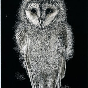 Art Print: Barn Owl Baby Fine Art Print of original Scraperboard image 1