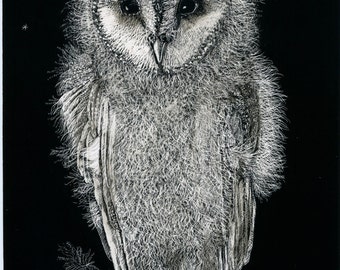 Art Print: Barn Owl Baby - Fine Art Print of original Scraperboard