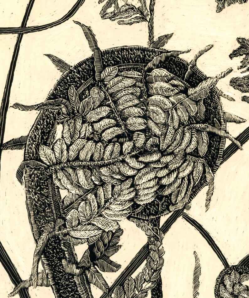 Fiddlehead Fern 1 Blank Art Card of Original Scraperboard Etsy