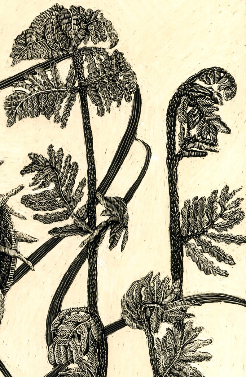 Fiddlehead Fern 1 Blank Art Card of Original Scraperboard Etsy