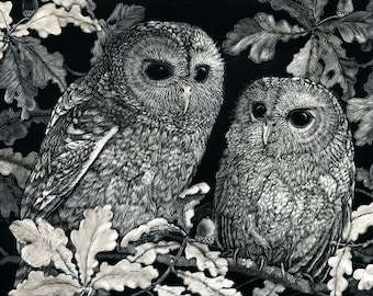 Art Print : Tawny Owlets in Oak Tree from Scratchboard design