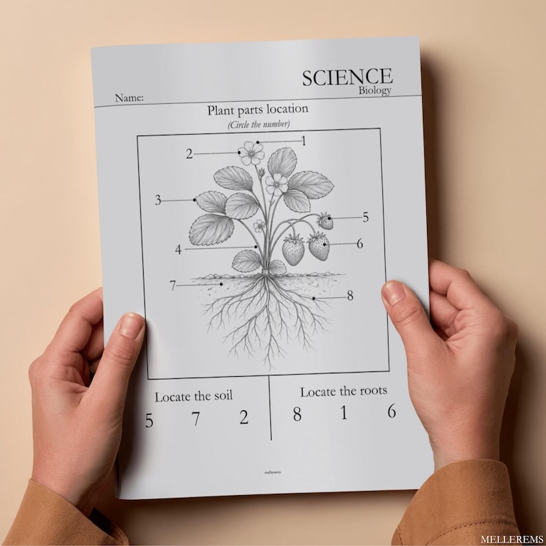 Pode incluir: Uma folha de trabalho de ci&ecirc;ncias em preto e branco intitulada "Localiza&ccedil;&atilde;o das partes da planta" com um diagrama de uma planta de morango. A folha de trabalho &eacute; segurada por duas m&atilde;os. A parte superior da folha de trabalho diz "SCIENCE Biology". A parte inferior diz "Localize o solo" e "Localize as ra&iacute;zes".