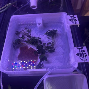 Large Fry Grow Tray