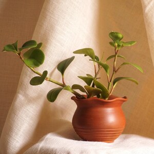 May include: A small, round, terracotta-coloured clay pot with a scalloped rim and horizontal grooved lines near the base. A green plant with smooth, rounded, succulent-like leaves grows from the centre of the pot, with stems extending outwards.