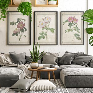 Vintage Rose Botanical Prints Set of 3 | Antique Flower Wall Art | Botanical Gallery Wall Decor | Digital Download
