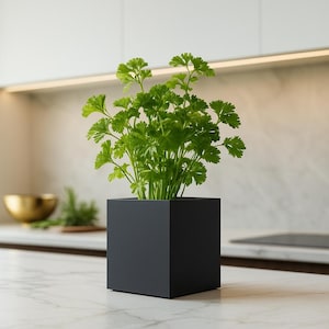 Könnte beinhalten: Ein quadratischer, mattschwarzer Pflanzkasten gefüllt mit leuchtend grüner Petersilie. Die Pflanze steht auf einer weißen Marmorarbeitsplatte in einer modernen Küche. Der Kasten ist etwa 15 cm breit und hoch.