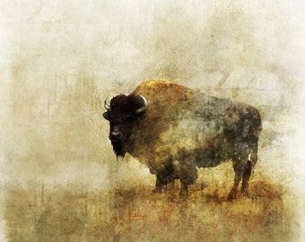 Peaceful Bison 02: Giclee Fine Art Print 13X19