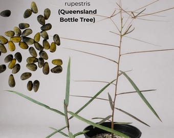 50 Seeds - Queensland Bottle Tree (Brachychiton rupestris)