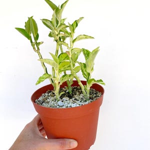May include: A potted plant with green and white variegated leaves. The plant is in a terracotta-colored plastic pot filled with soil and small white stones. The plant is held by a hand against a white background.