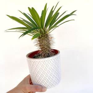 May include: A small, spiky plant with long, green leaves in a white ceramic pot with a diamond pattern. The pot has a red interior and is held by a hand against a white background. The plant's trunk is covered in sharp thorns.