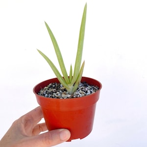 Yemen Tree Aloe (aloe Sabaea) - Rare Tree-like Succulent Plant - Grown in  Elfin Forest, California - Etsy