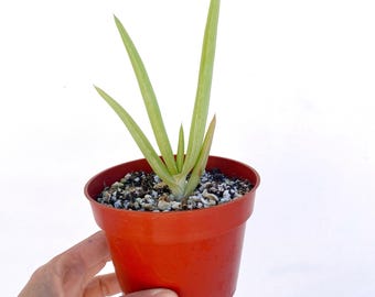 Sansevieria Trifasciata Hahnii Silver Zebra B/ Sansevieria