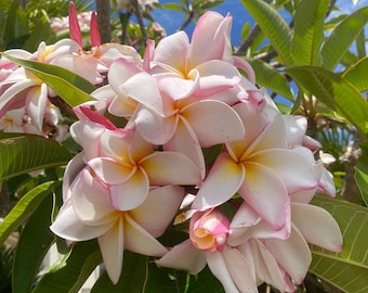Daisy Wilcox Plumeria Cutting | 12-14" Unrooted Cutting | Single or Multi-Branch