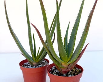 Aloe Wickensii - Etsy