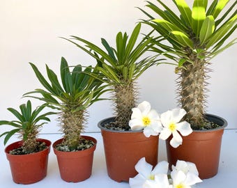 Könnte beinhalten: Vier Topfpflanzen der Madagaskar-Palme in verschiedenen Größen, in einer Reihe angeordnet. Die Pflanzen haben stachelige Stämme und grüne, belaubte Spitzen. Weiße Blüten mit gelben Zentren sind um die Töpfe verstreut. Die Töpfe sind aus Terrakotta.