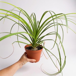 succulent pronunciation Xerosicyos Danguyi